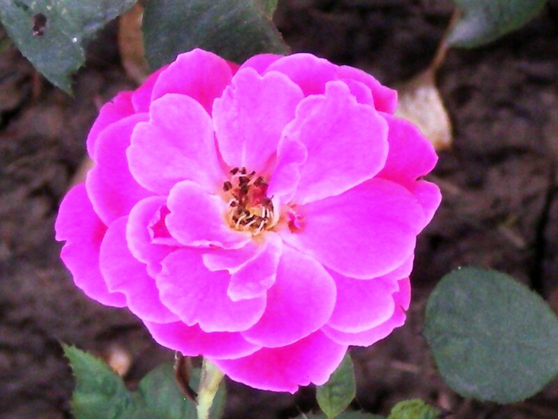 Pink Rose Flower — Calm, Photograph, Green Leaves, Soil