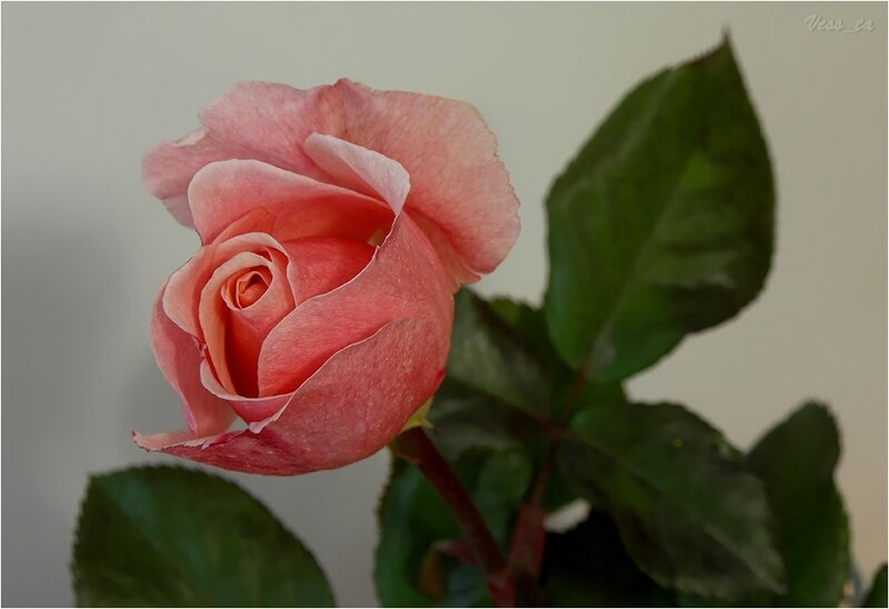 Pink Rose Flower — Calm, Photograph, Green Leaves, Stem