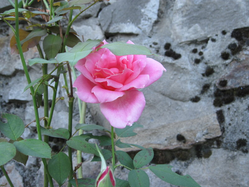 Pink Rose Flower — Calm, Photograph, Green Leaves, Stone Wall