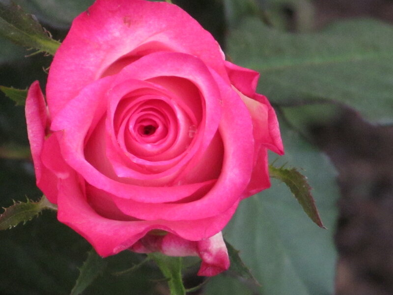 Pink Rose Flower — Calm, Photograph, Green Leaves, Thorns