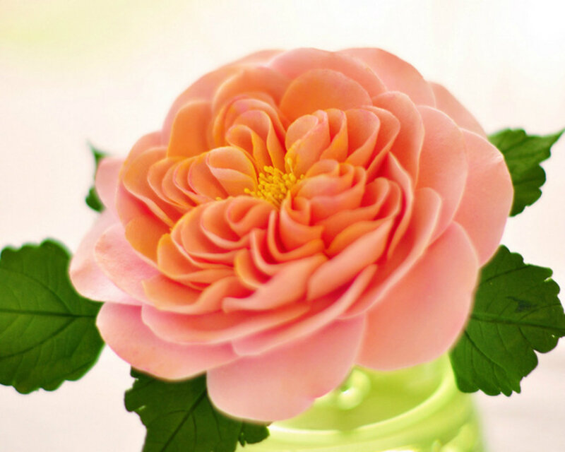 Pink Rose Flower — Calm, Photograph, Green Leaves, Vase
