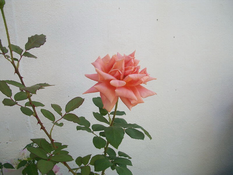 Pink Rose Flower — Calm, Photograph, Green Leaves, Wall