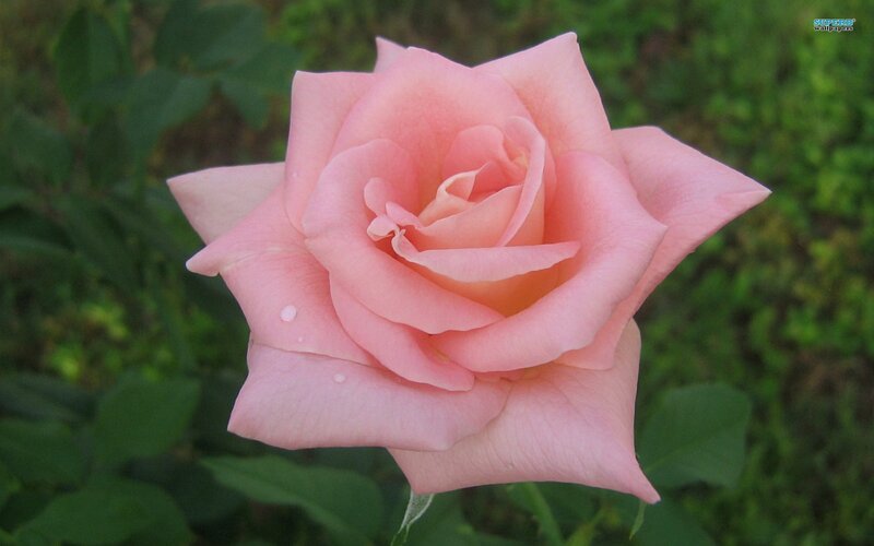 Pink Rose Flower — Calm, Photograph, Green Leaves, Water Droplets