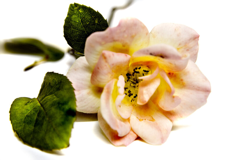 Pink Rose Flower — Calm, Photograph, Green Leaves, White Background