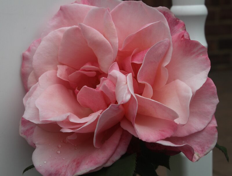 Pink Rose Flower — Calm, Photograph, Green Leaves, White Post