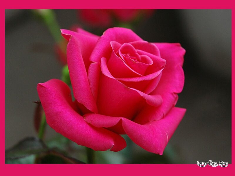 Pink Rose Flower — Calm, Photograph, Green Stem, Leaves