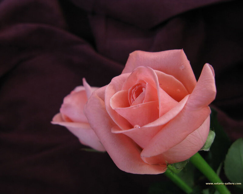 Pink Rose Flower — Calm, Photograph, Green Stem