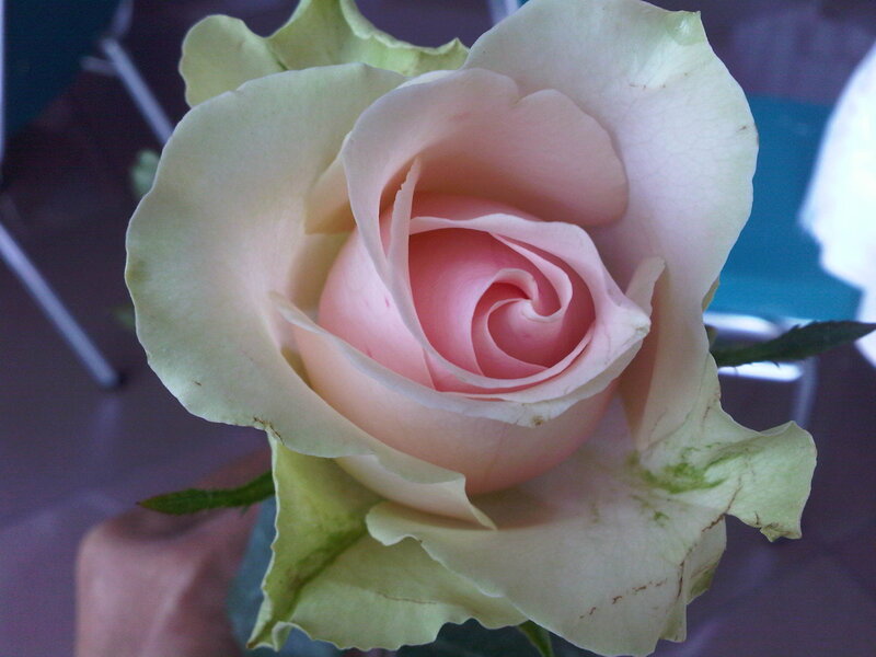 Pink Rose Flower — Calm, Photograph, Hand