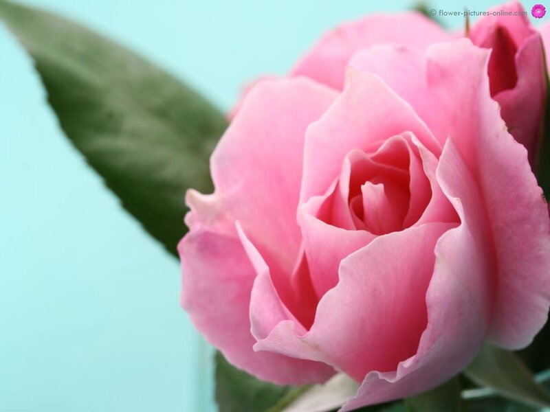 Pink Rose Flower — Calm, Photograph, Leaf, Background