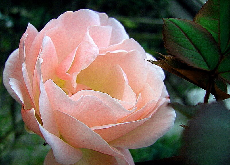 Pink Rose Flower — Calm, Photograph, Leaf, Bud