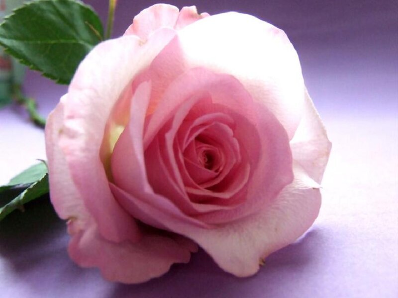 Pink Rose Flower — Calm, Photograph, Leaf, Stem