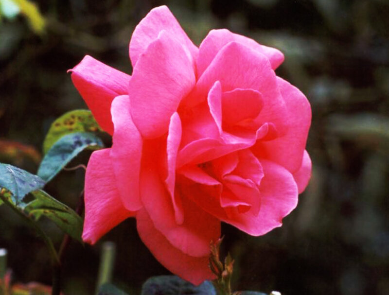 Pink Rose Flower — Calm, Photograph, Leaf
