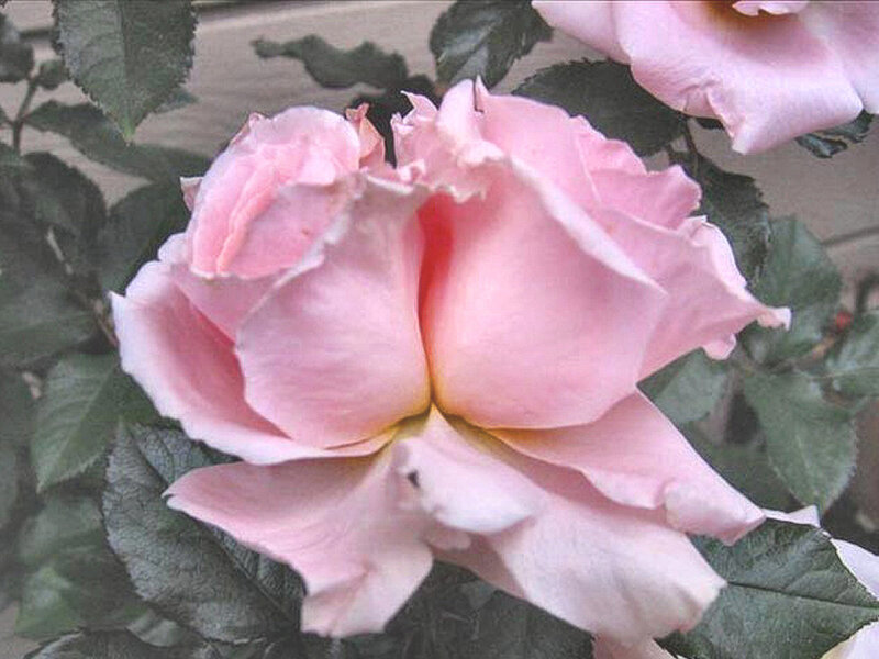 Pink Rose Flower — Calm, Photograph, Leaves, Bloom