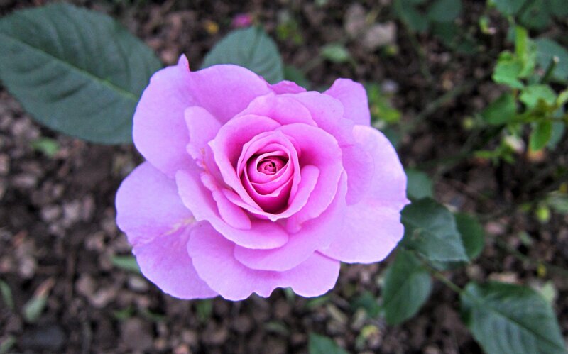 Pink Rose Flower — Calm, Photograph, Leaves, Soil