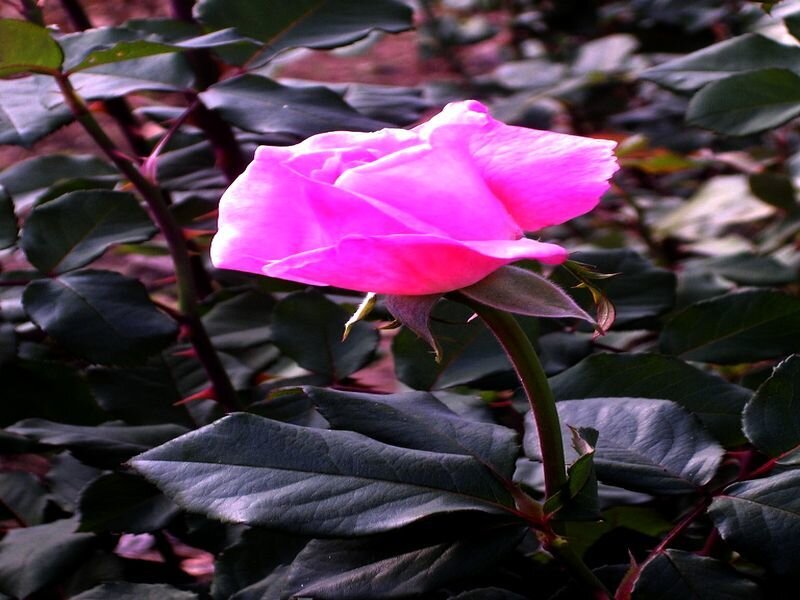 Pink Rose Flower — Calm, Photograph, Leaves, Stem