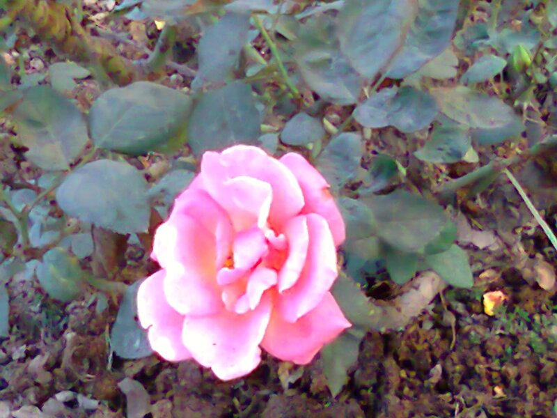 Pink Rose Flower — Calm, Photograph, Leaves