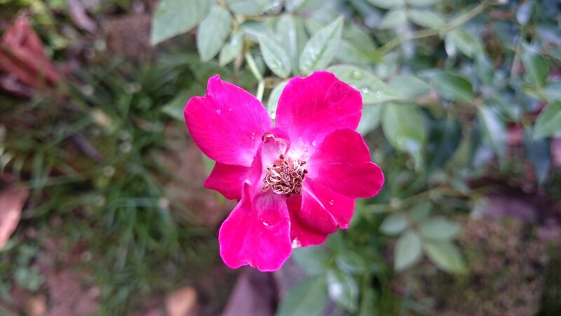 Pink Rose Flower — Calm, Photograph, Leaves, Water Droplets, Stem