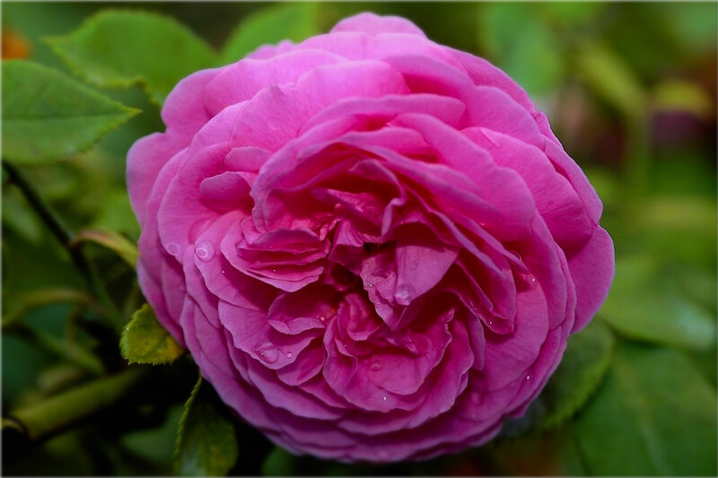 Pink Rose Flower — Calm, Photograph, Leaves, Water Droplets
