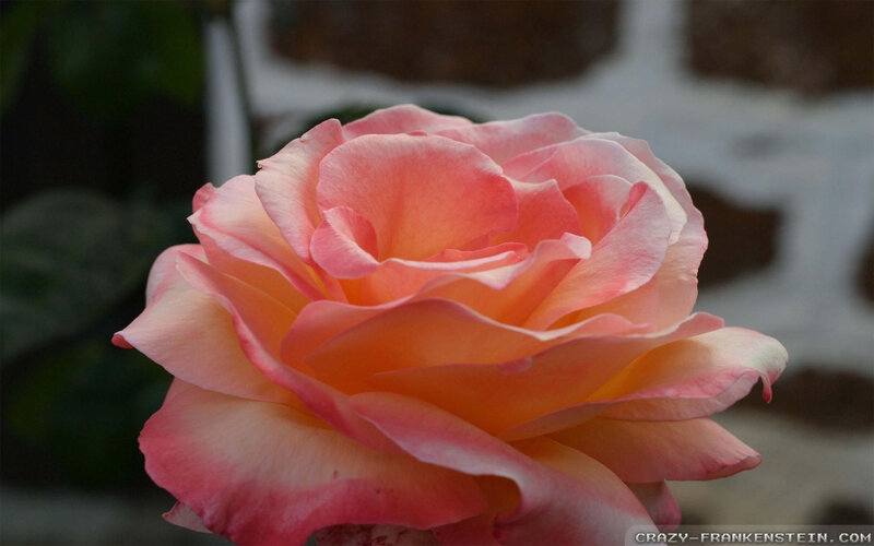 Pink Rose Flower — Calm, Photograph, Petals, Background