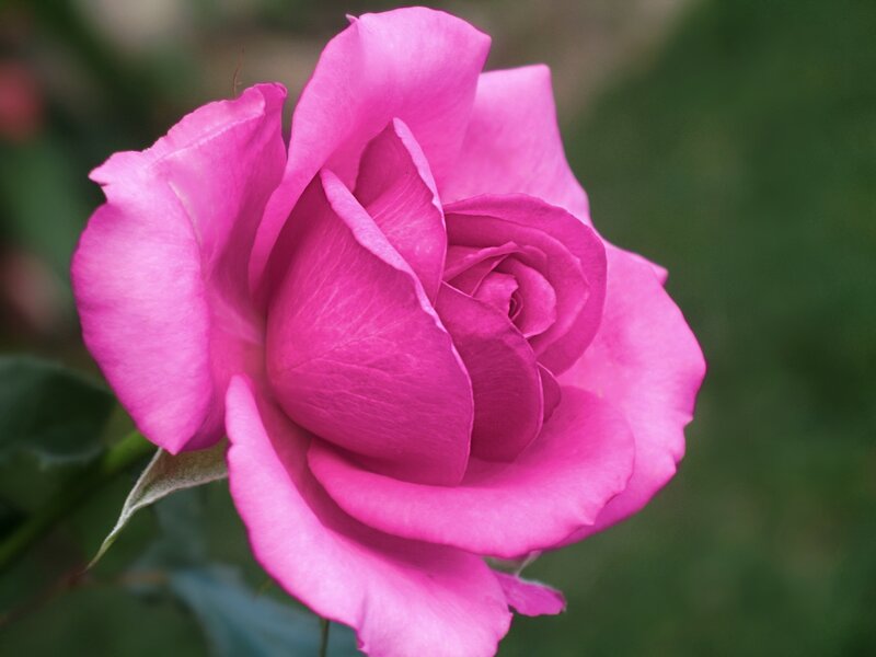 Pink Rose Flower — Calm, Photograph, Petals, Bud