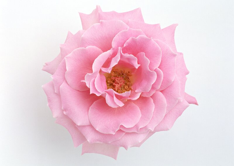Pink Rose Flower — Calm, Photograph, Petals, Center, White