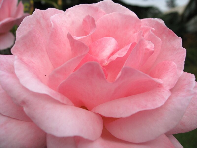 Pink Rose Flower — Calm, Photograph, Petals, Greenery