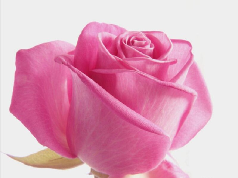 Pink Rose Flower — Calm, Photograph, Petals, Leaf