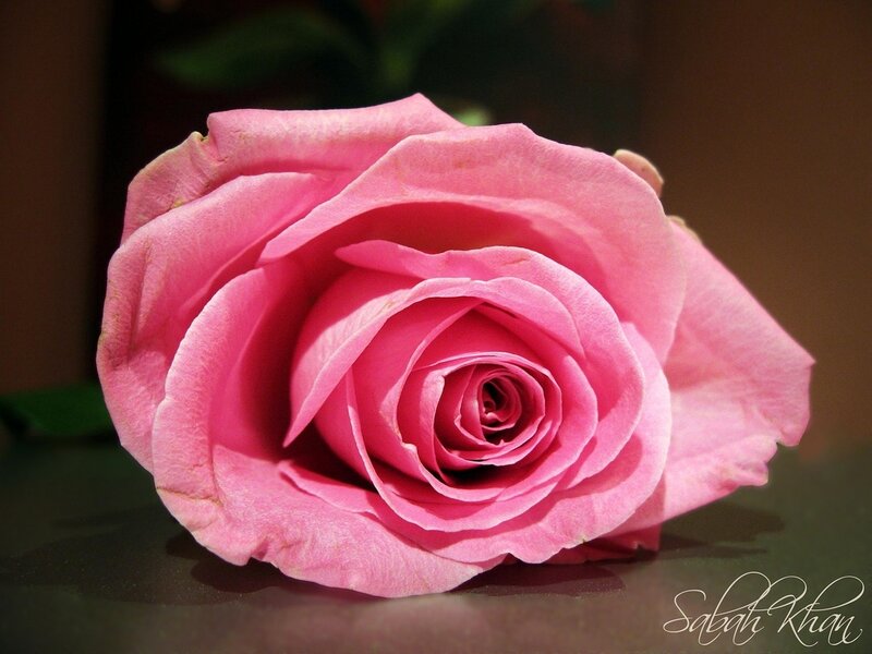 Pink Rose Flower — Calm, Photograph, Petals, Shadow