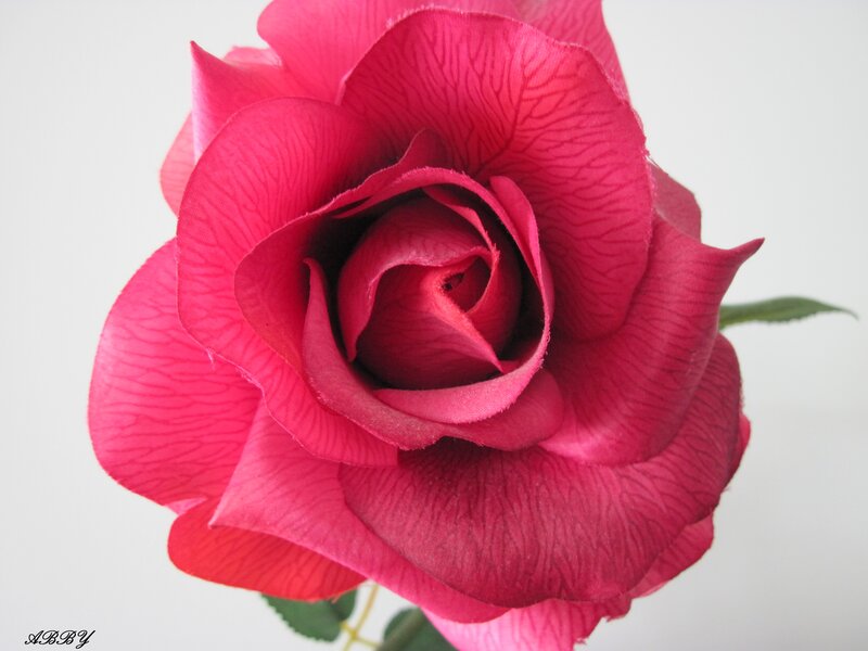 Pink Rose Flower — Calm, Photograph, Petals, Stem, Leaf