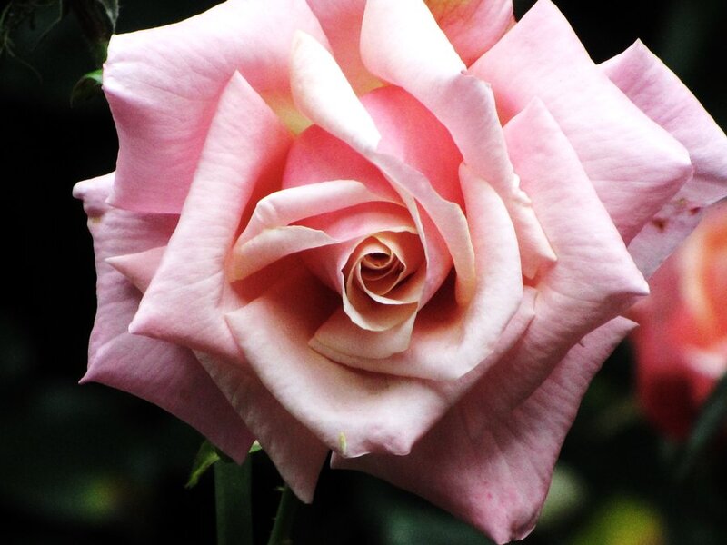 Pink Rose Flower — Calm, Photograph, Petals, Stem