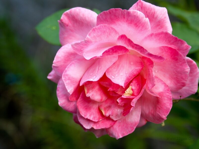 Pink Rose Flower — Calm, Photograph, Petals