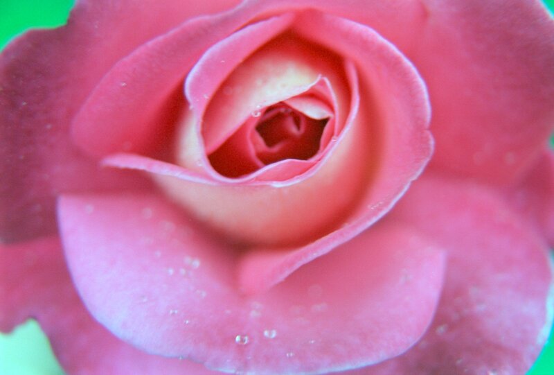 Pink Rose Flower — Calm, Photograph, Petals, Water Droplets