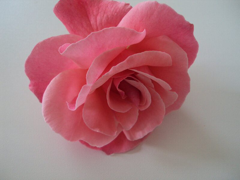 Pink Rose Flower — Calm, Photograph, Petals, White Background