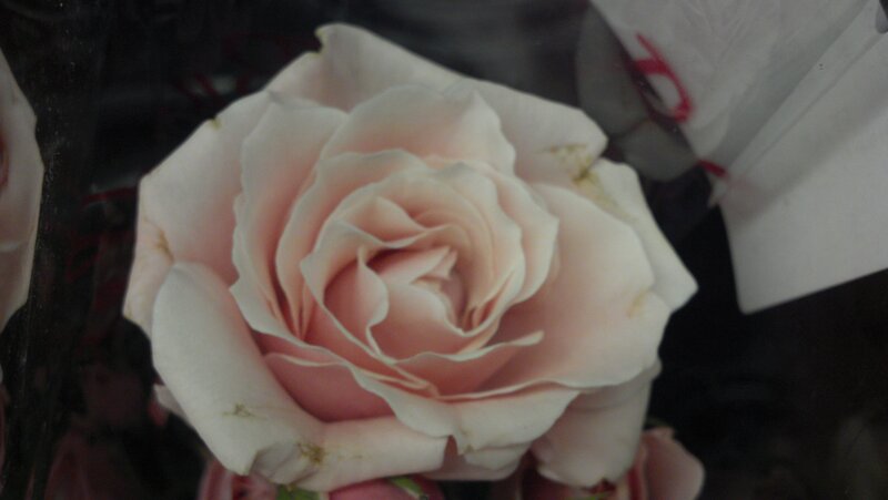 Pink Rose Flower — Calm, Photograph, Petals, White Paper