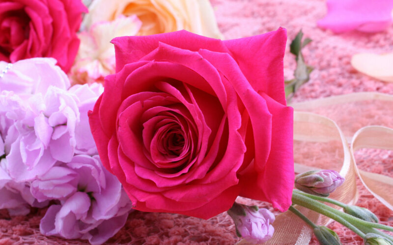 Pink Rose Flower — Calm, Photograph, Purple Flowers