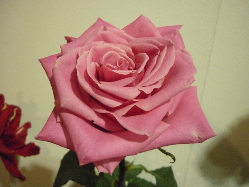 Pink Rose Flower — Calm, Photograph, Red Flower