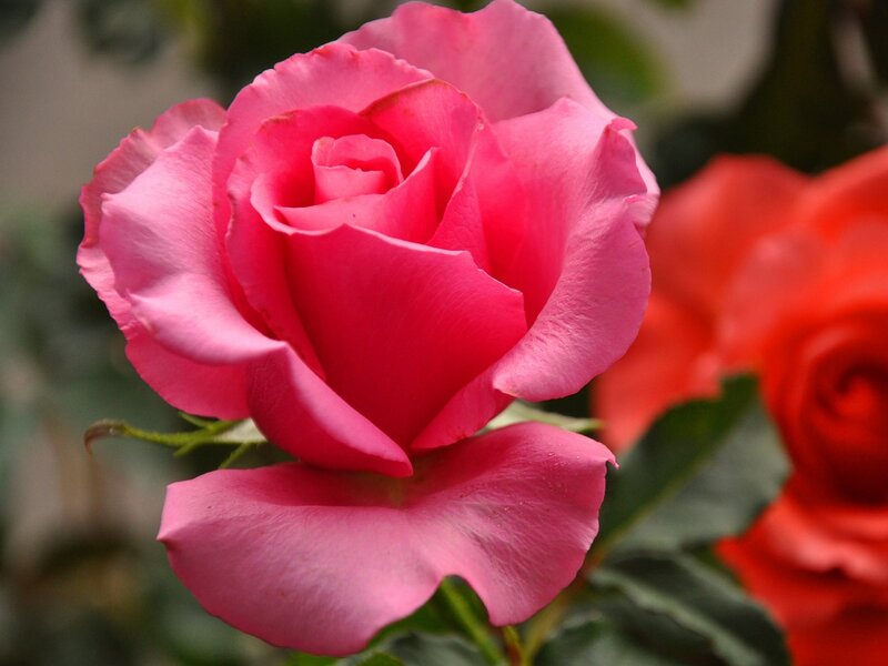 Pink Rose Flower — Calm, Photograph, Red Rose