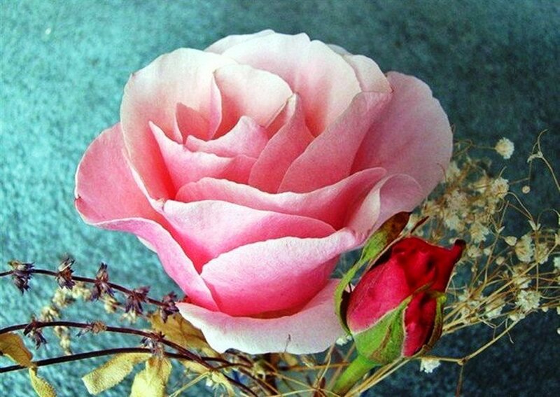 Pink Rose Flower — Calm, Photograph, Rosebud, Baby's Breath
