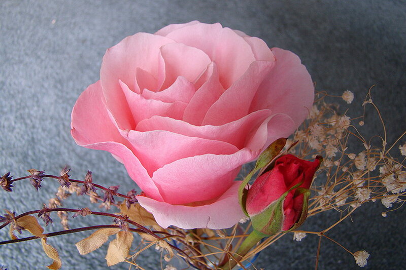 Pink Rose Flower — Calm, Photograph, Rosebud, Dried Flowers