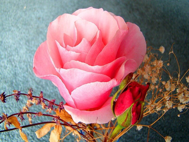 Pink Rose Flower — Calm, Photograph, Rosebud