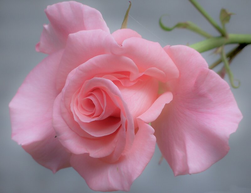 Pink Rose Flower — Calm, Photograph, Stem, Bud