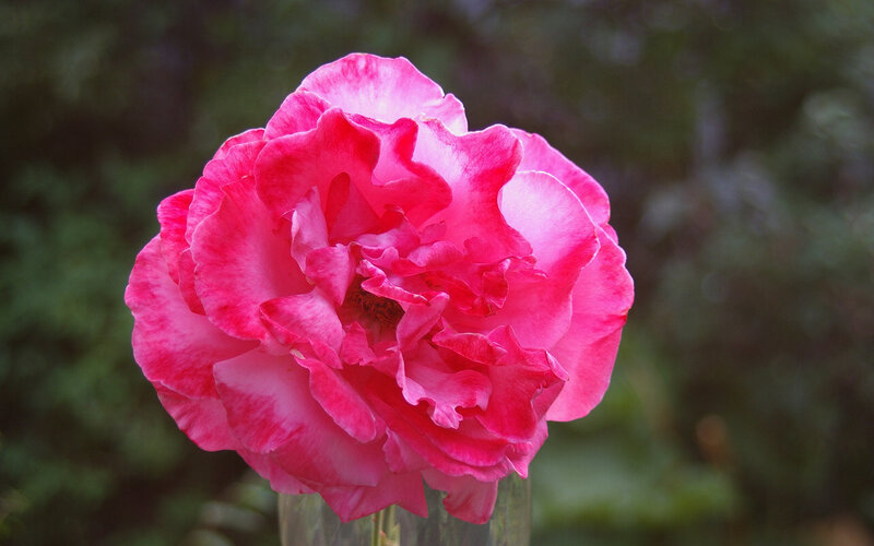 Pink Rose Flower — Calm, Photograph, Stem, Greenery