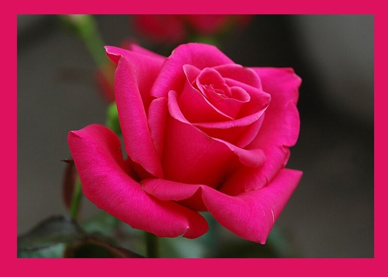 Pink Rose Flower — Calm, Photograph, Stem, Leaf, Background