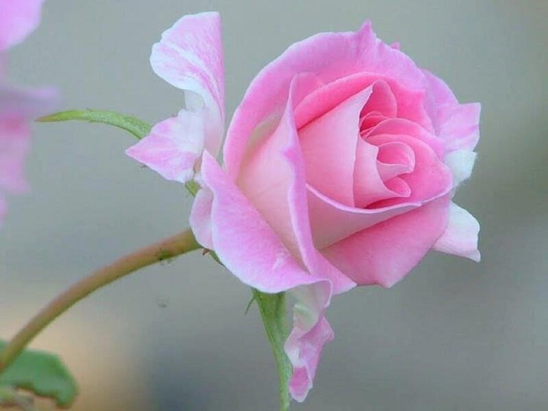 Pink Rose Flower — Calm, Photograph, Stem, Leaf, Bud