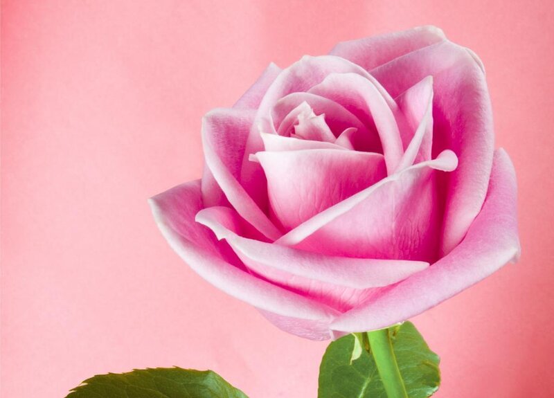 Pink Rose Flower — Calm, Photograph, Stem, Leaf