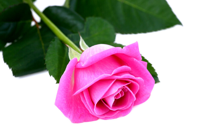 Pink Rose Flower — Calm, Photograph, Stem, Leaves