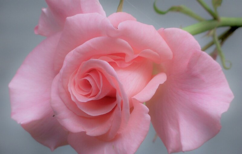 Pink Rose Flower — Calm, Photograph, Stem, Petals