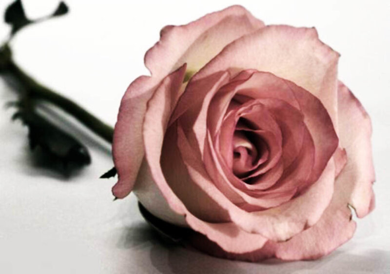 Pink Rose Flower — Calm, Photograph, Stem
