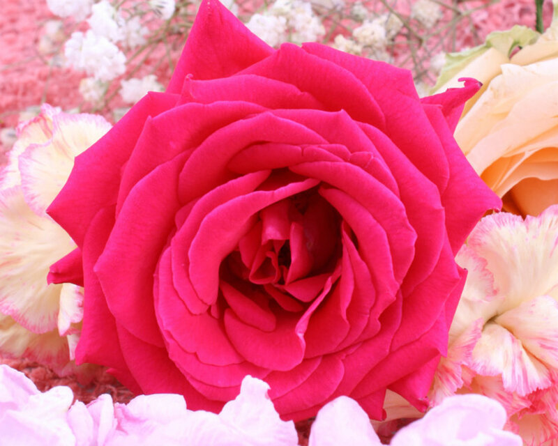 Pink Rose Flower — Calm, Photograph, White Flowers, Yellow Flowers