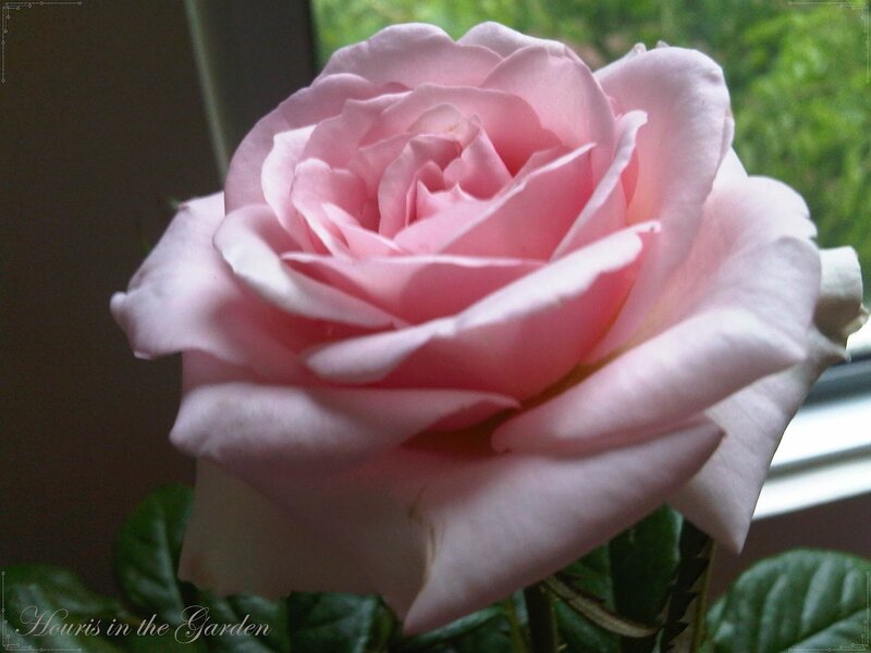 Pink Rose Flower — Calm, Photograph, Window